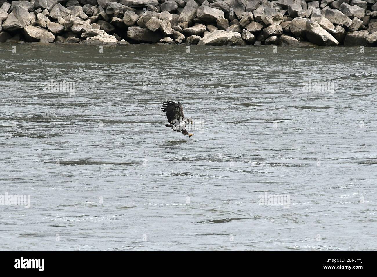 Immature Bald Eagle claws outstretched to catch fish Stock Photo