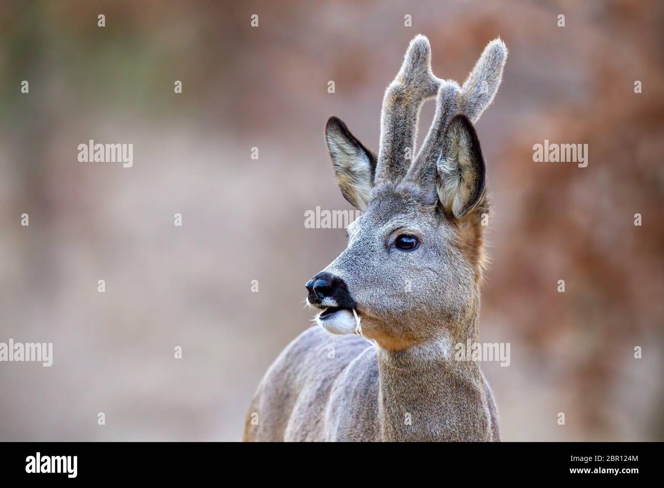 Close-up of roe deer, capreolus capreolus, buck with growing antlers covered in velvet looking aside chewing. Stock Photo