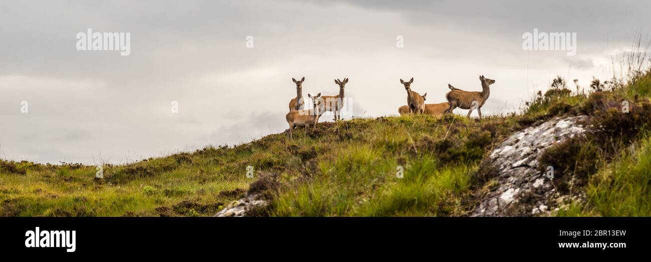 group of doe standing and looking in the scottish highlands, United Kingdom on a cloudy day.Colorful widescreen panorama Stock Photo