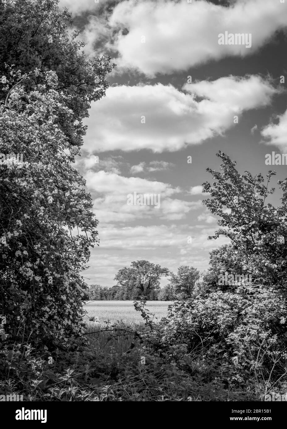Hedgerow shrubs Black and White Stock Photos & Images - Alamy