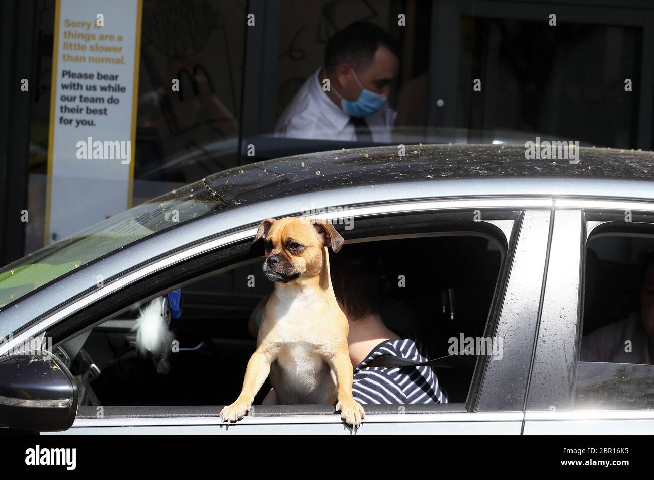 Can You Bring A Dog Into Mcdonalds