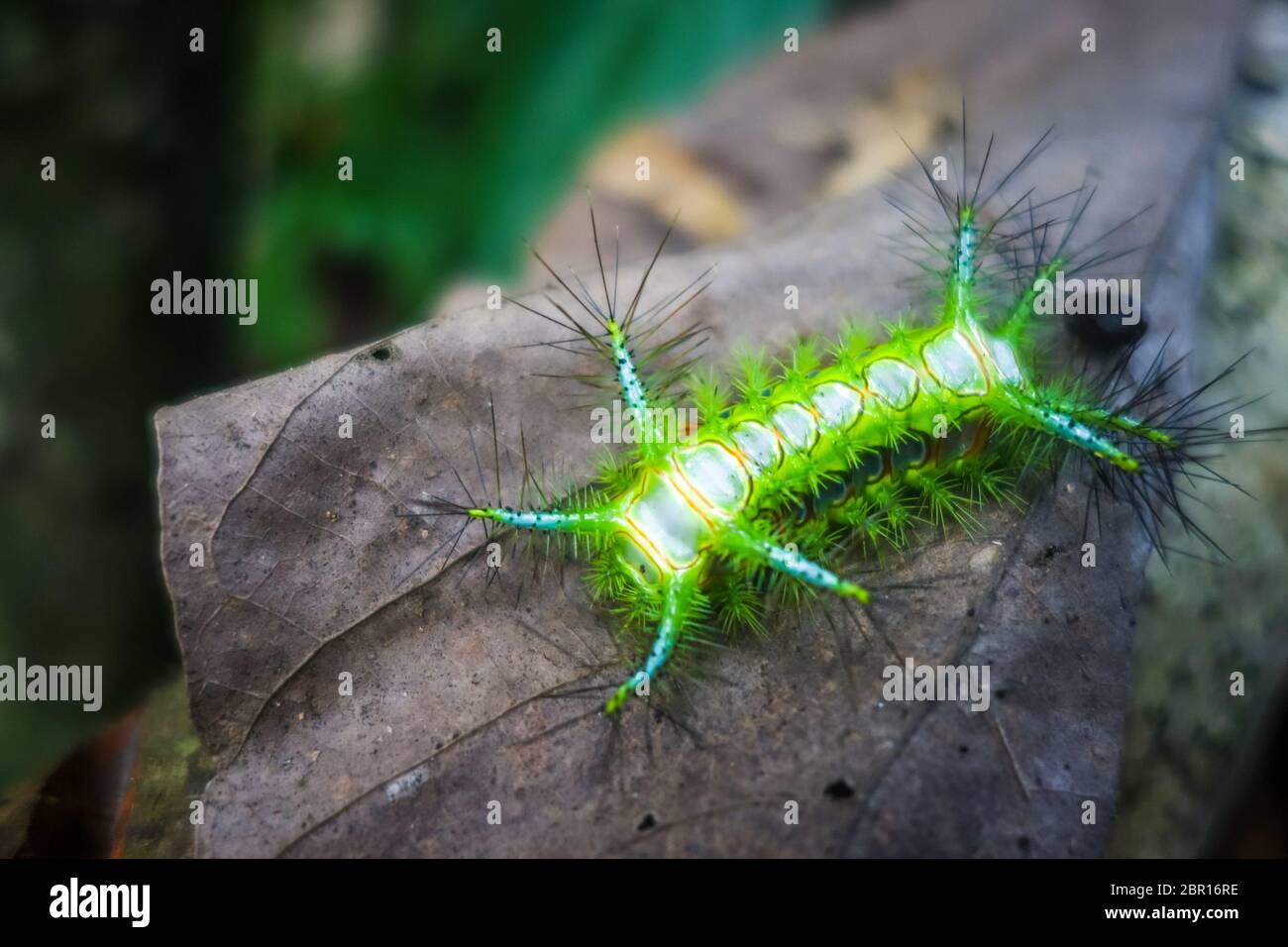 Stinging Slug Caterpillar In Taman Negara National Park Malaysia Stock Photo Alamy