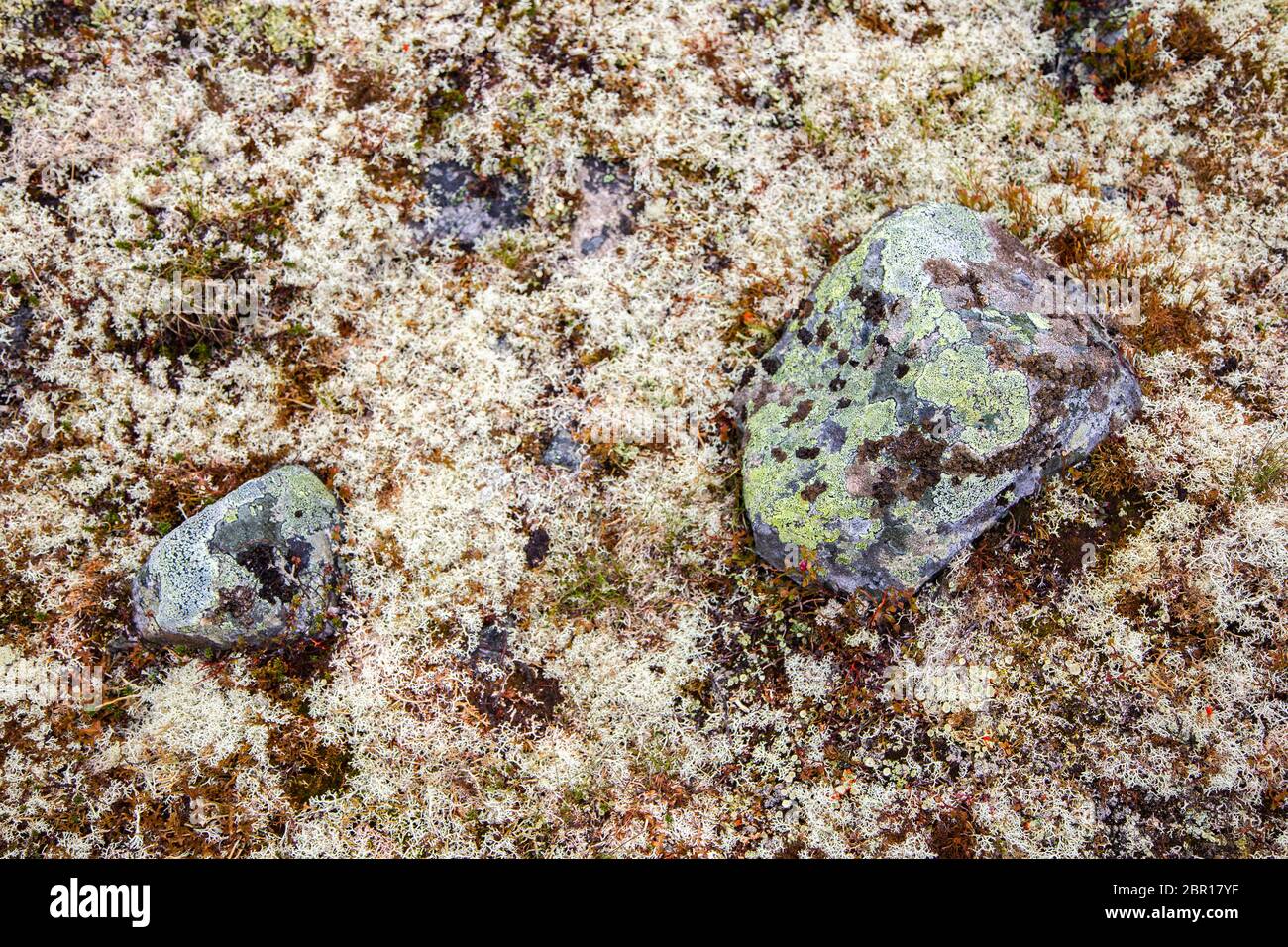 Moss on a rock face. Relief and texture of stone with patterns and moss. Stone natural background. Stone with Moss. Stones boulders covered with moss. Stock Photo