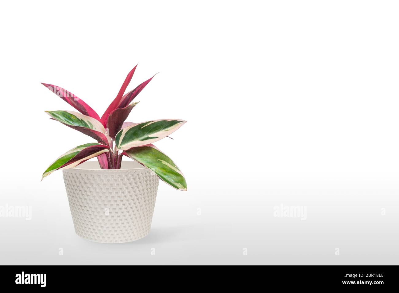Gorgeous houseplant Maranta in a colorful pot isolated on white background Stock Photo