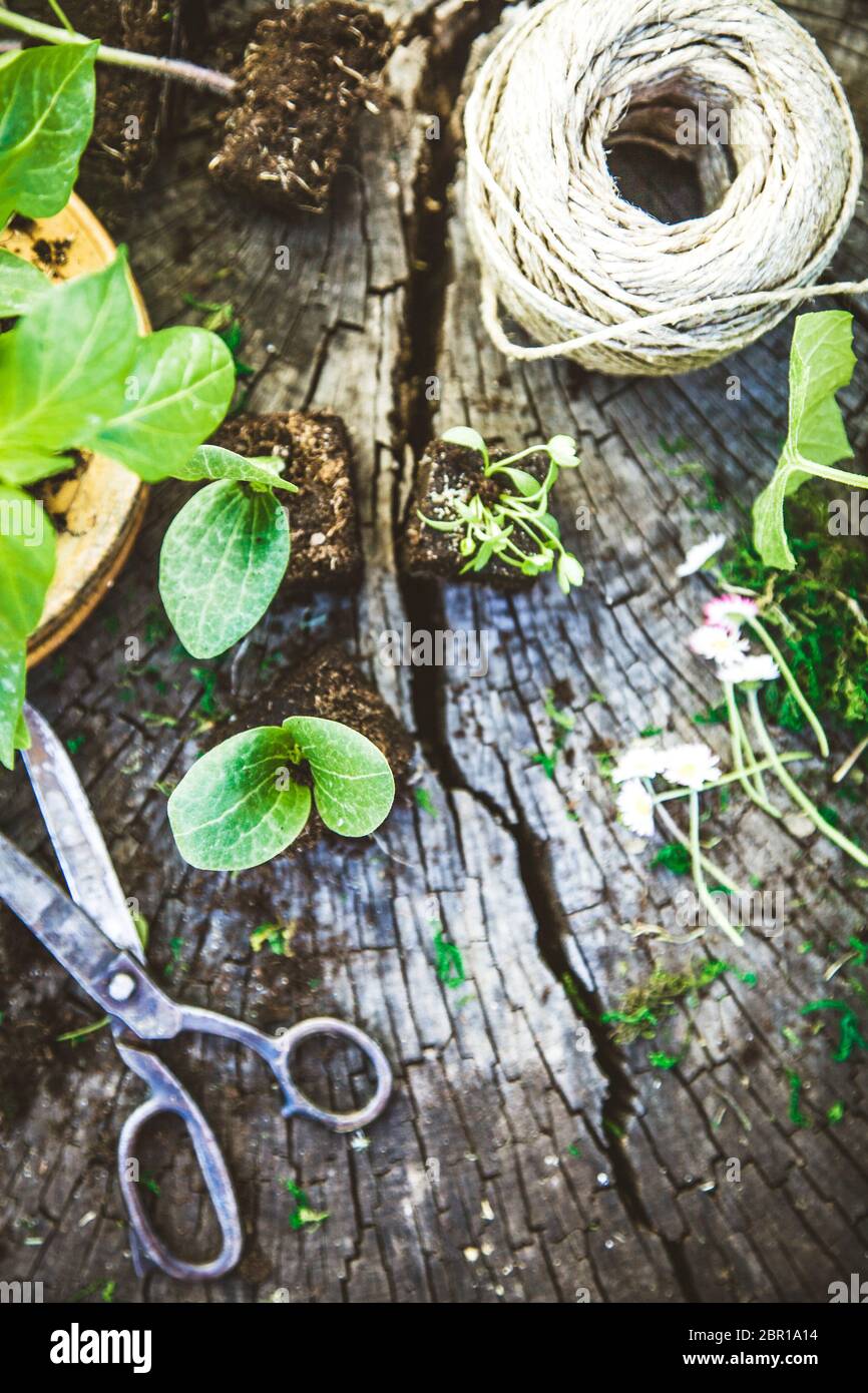 Spring garden. Seedlings in soil. Garden tools and equipment Stock ...