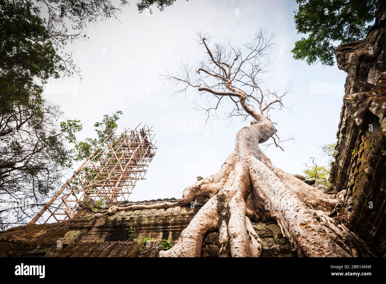 Silk Cotton Tree opposite scafolding on the ruins of Ta Prohm Temple