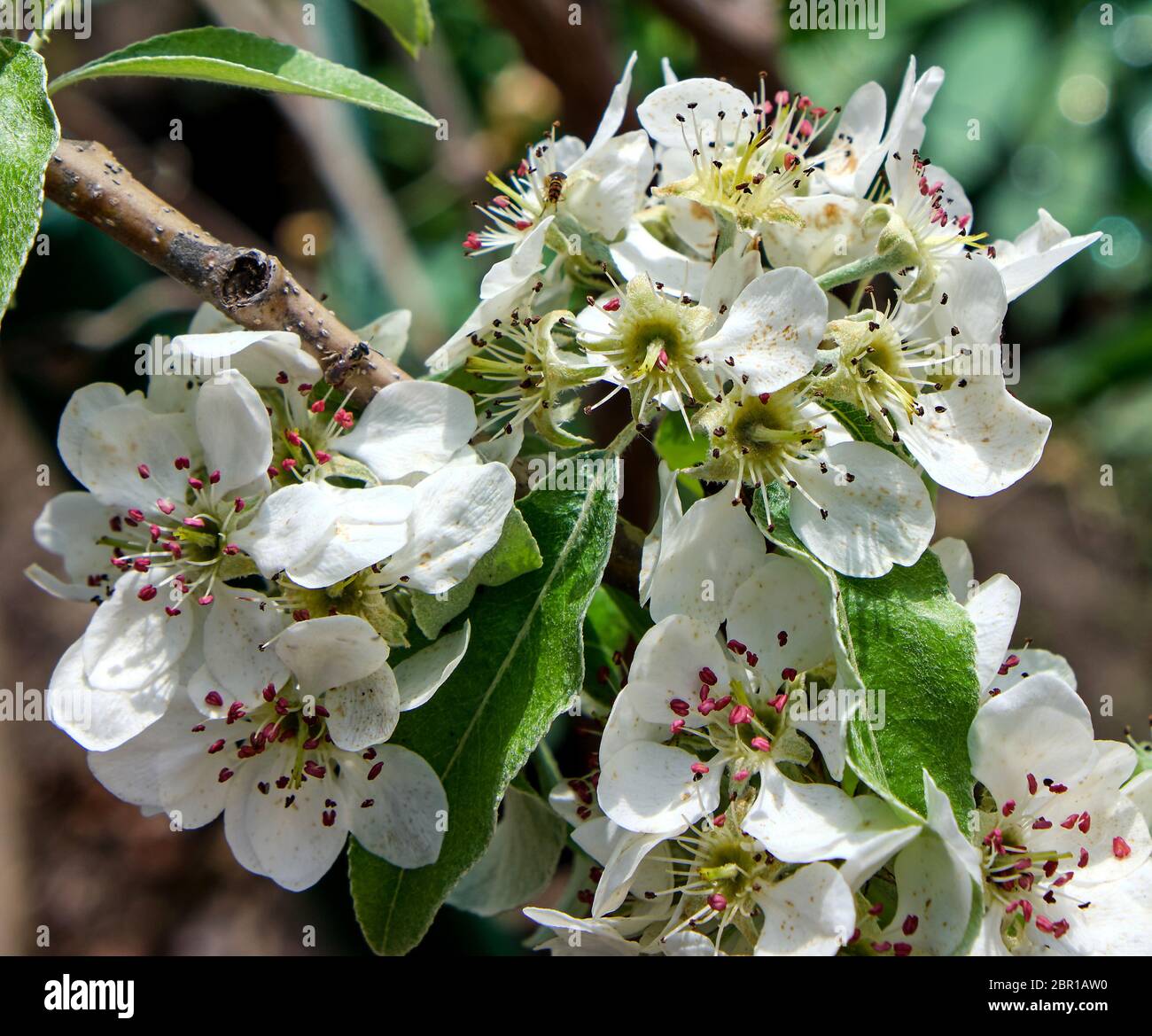 branch with white blooming pear flowers, full frame Stock Photo - Alamy