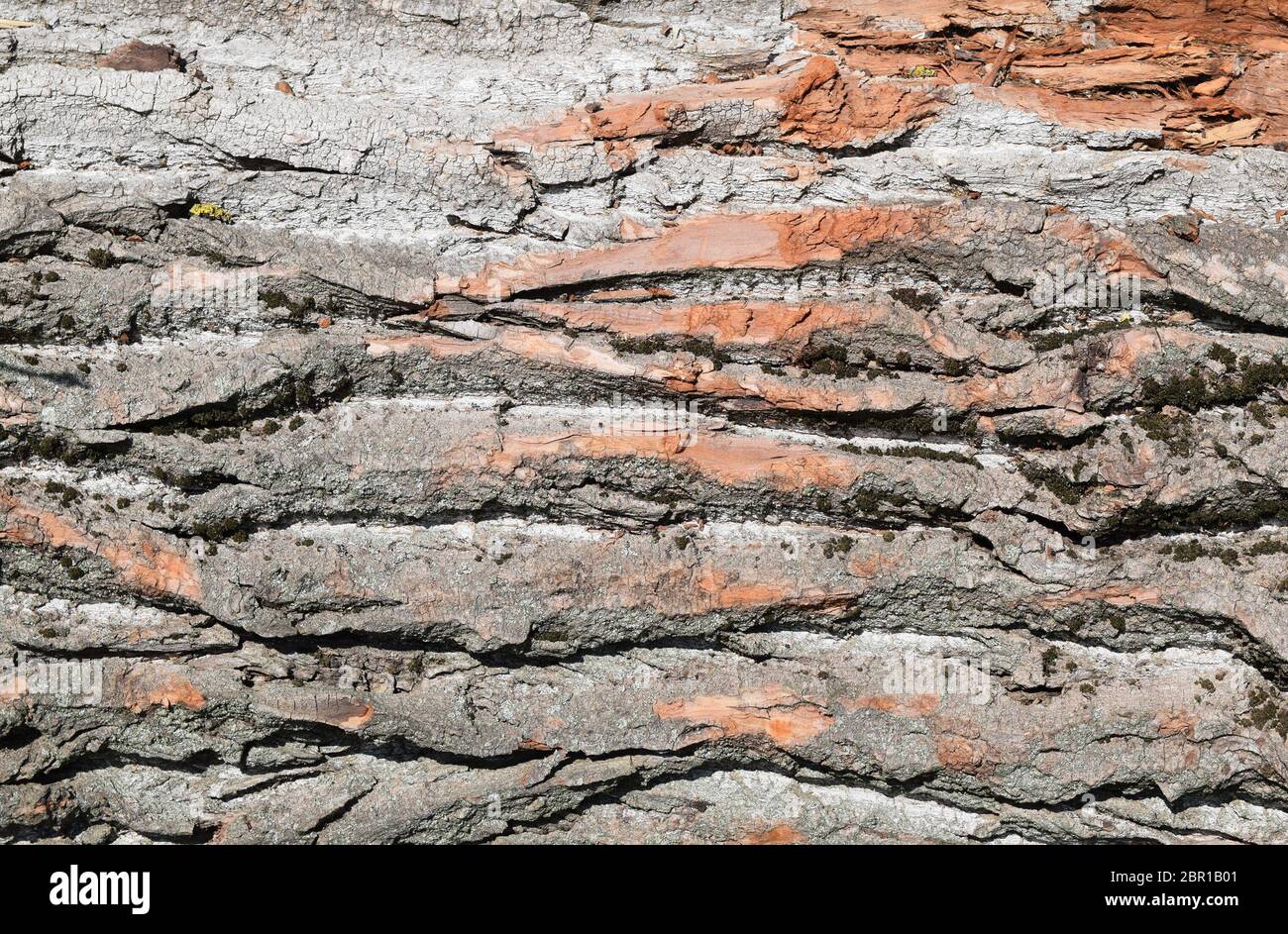 Background from poplar bark. Texture of bark of a tree Stock Photo - Alamy