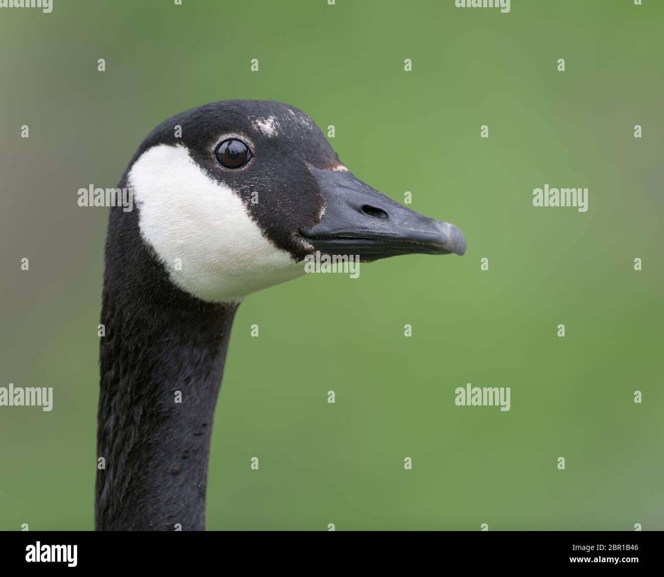 Adult Canada goose closeup portrait against clean green background Stock Photo