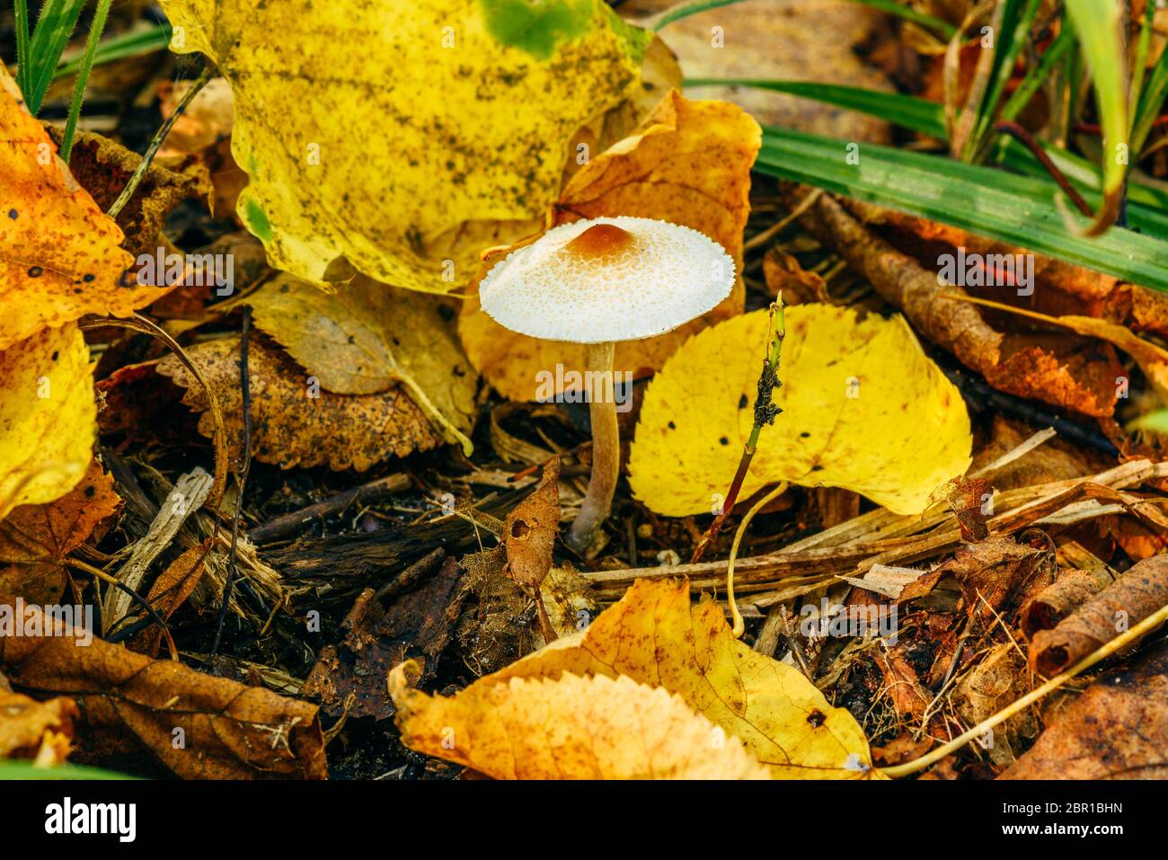 Little grebe among the yellow leaves in autumn forest. Stock Photo