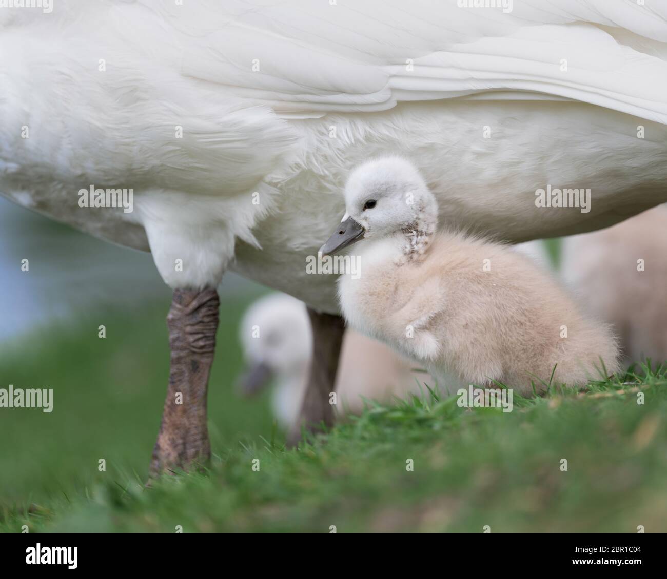 Newborn baby swan, or cygnet, under the protection of the mother swan (pen) Stock Photo