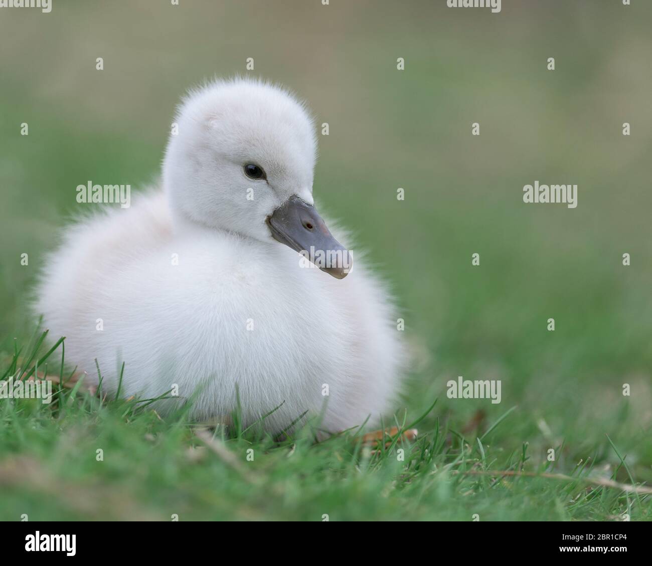 Newborn baby cygnet mute swan sitting on green grass Stock Photo