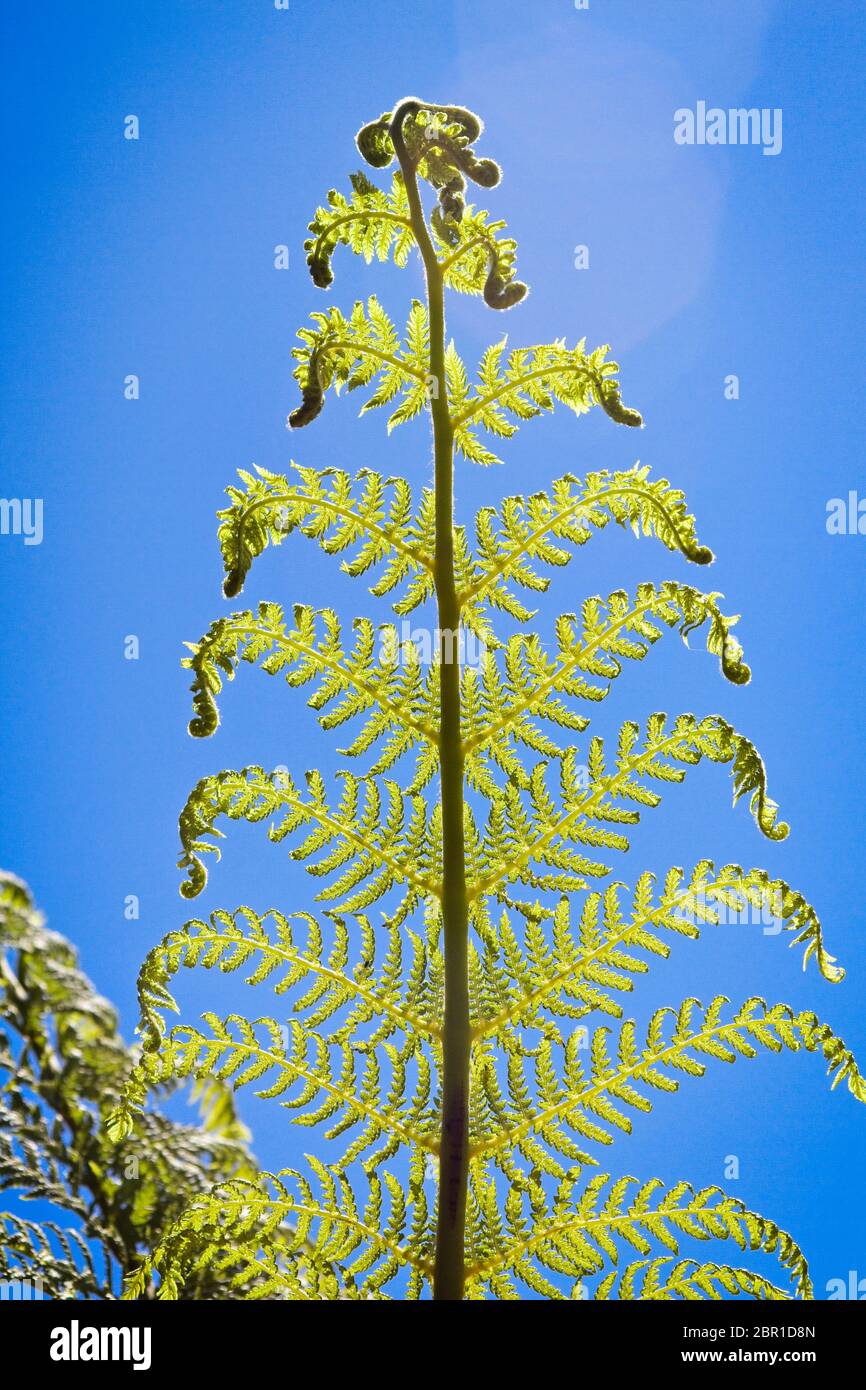 Tree fern uk garden hi-res stock photography and images - Alamy
