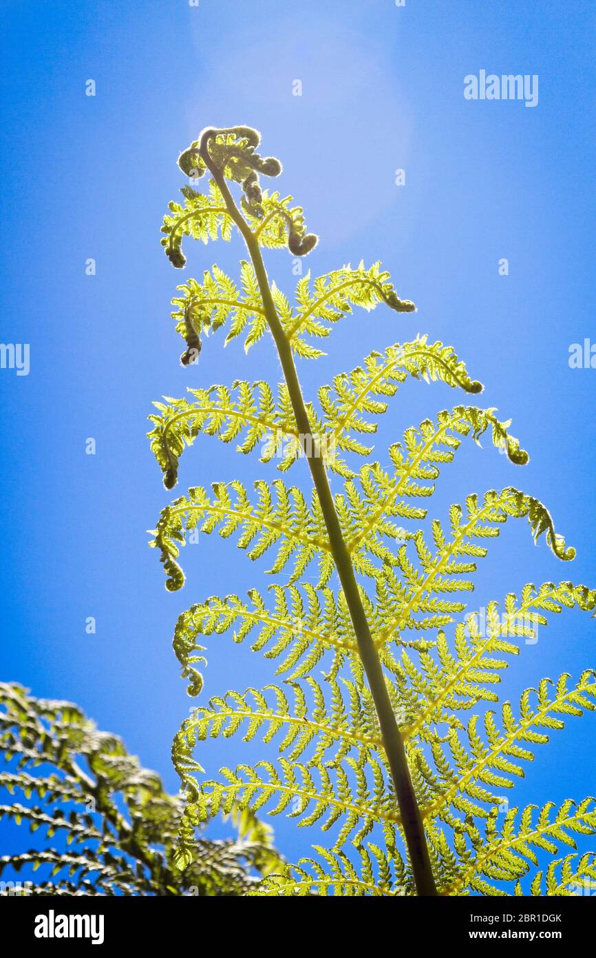 Backlit by natural sunlight this new Tasmanian Tree Fern leaf growth stands proud in a UK garden