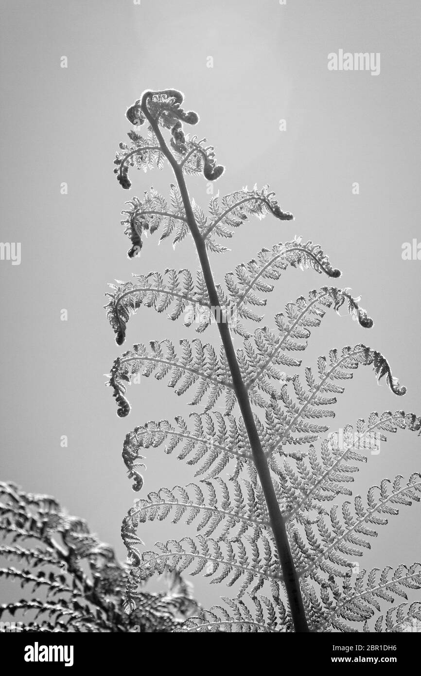 Tasmanian tree fern hires stock photography and images Alamy