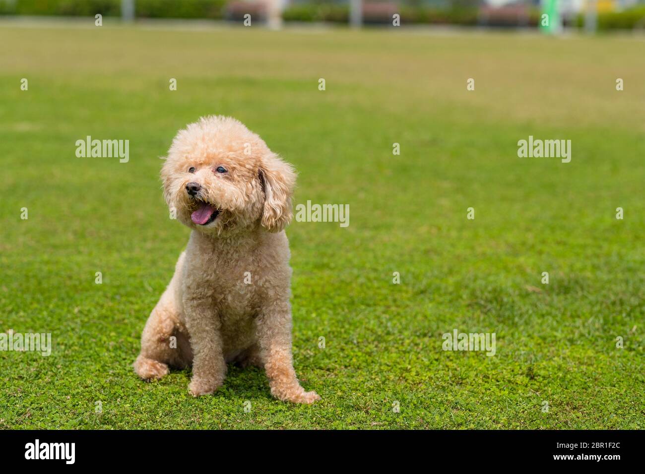 Dog Poodle sit down on the green lawn Stock Photo - Alamy