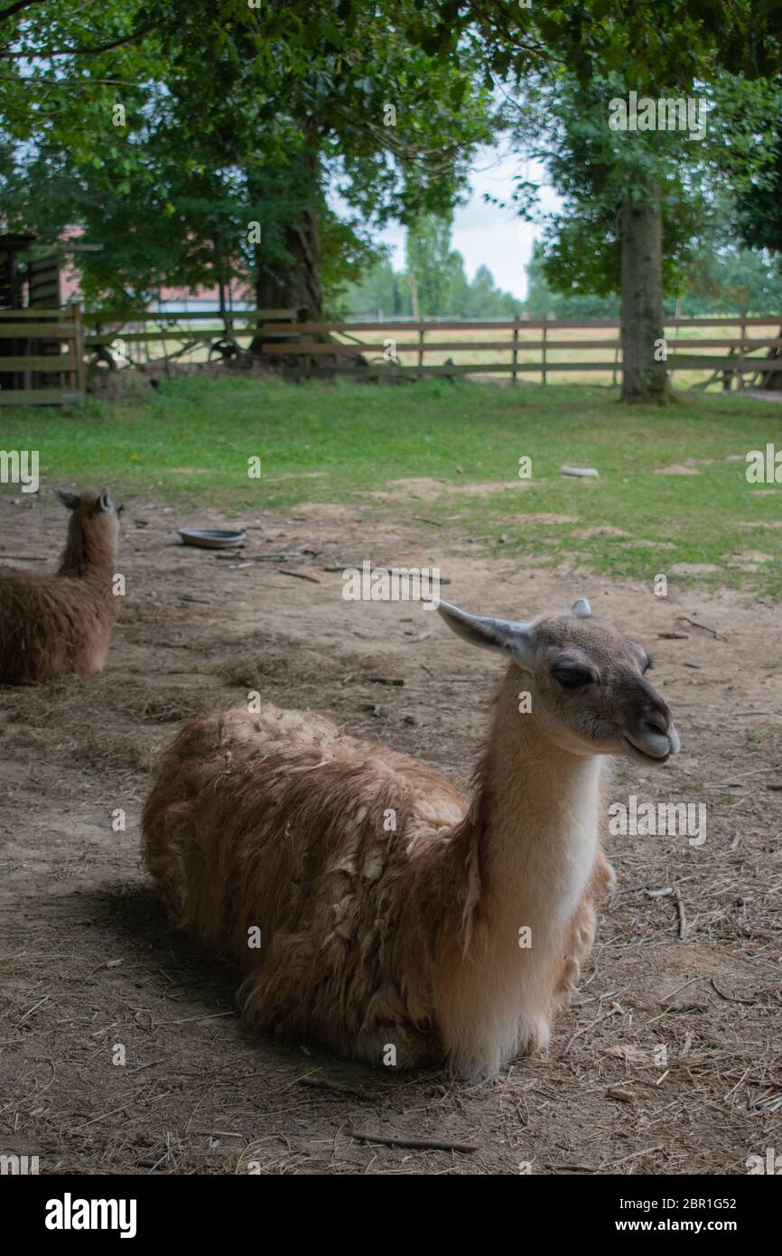 lama on a farm Stock Photo