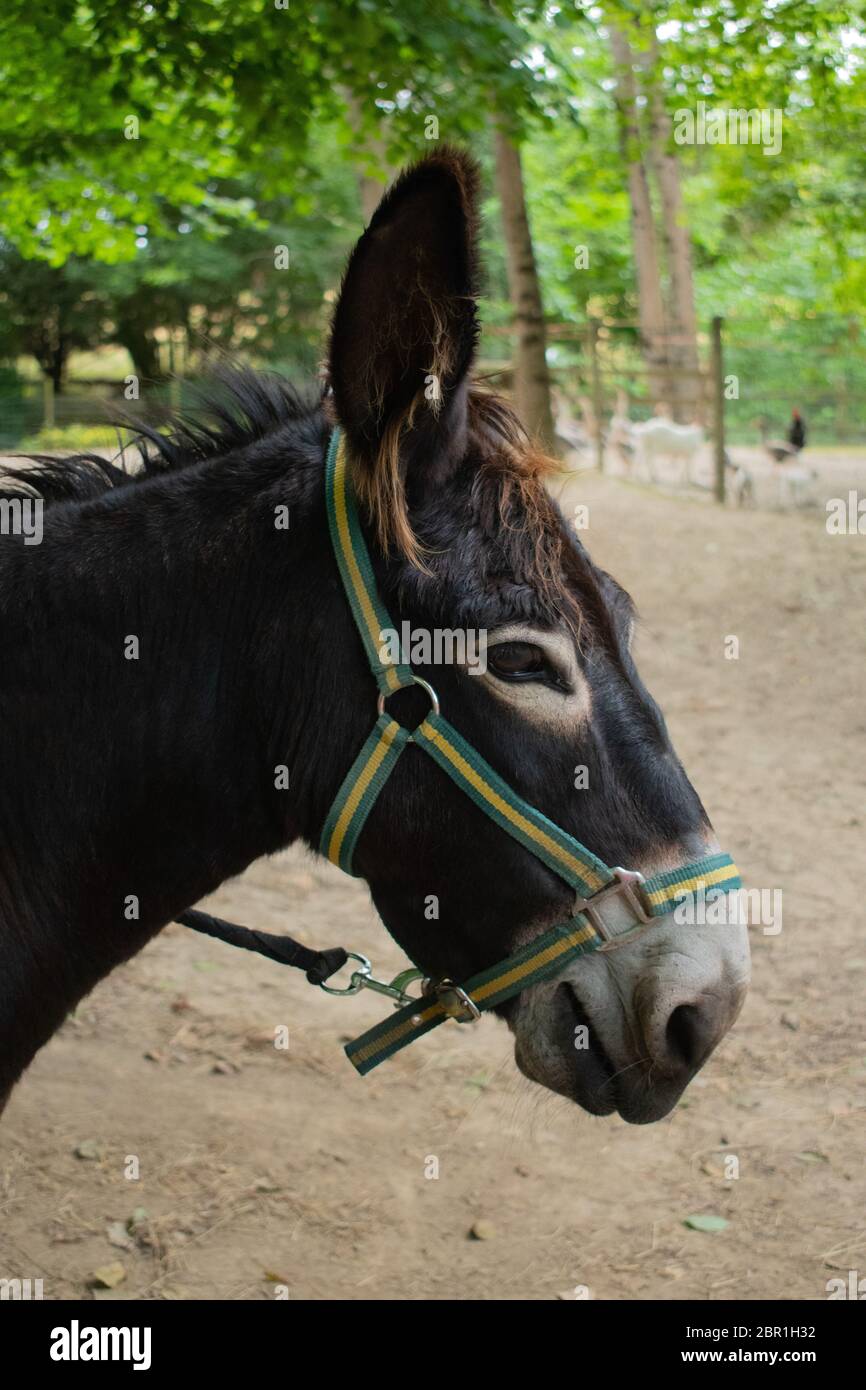 donkey on a farm Stock Photo