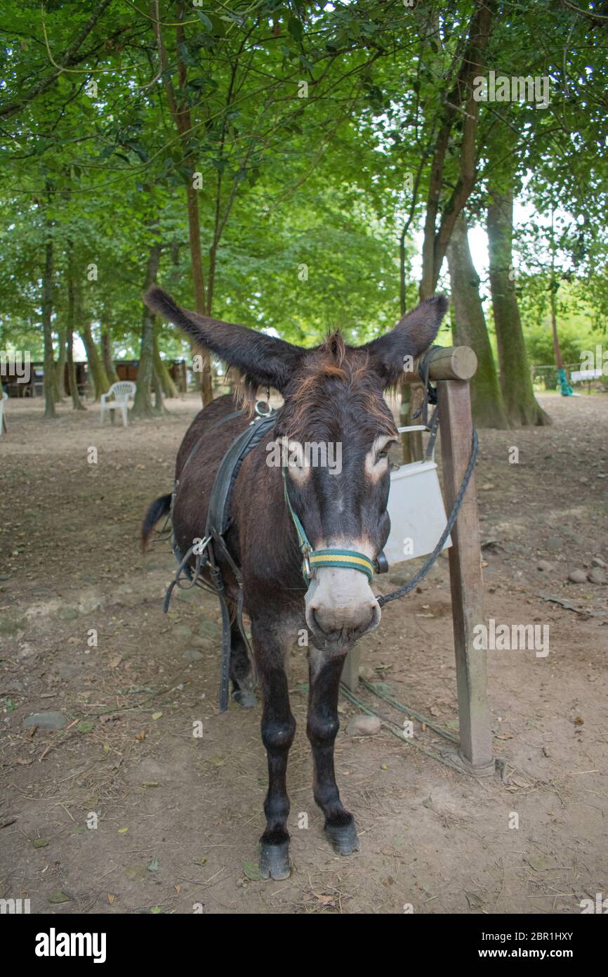 Donkey on a farm Stock Photo