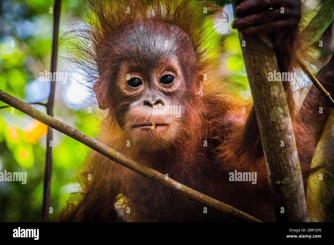 World's cutest baby orangutan looks into camera as it hangs in a tree ...