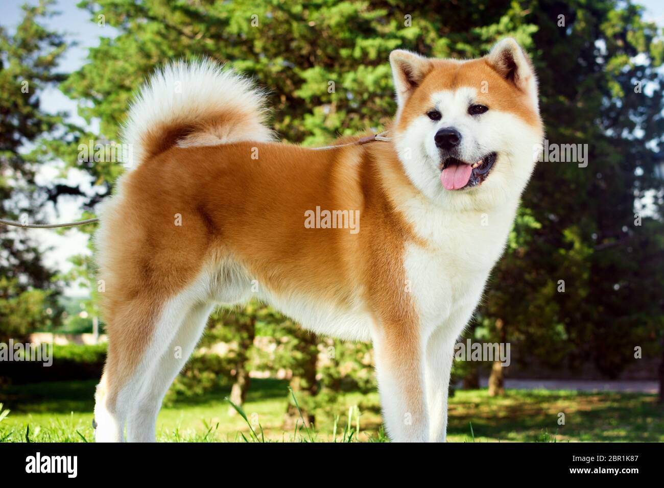 Beautiful akita sale