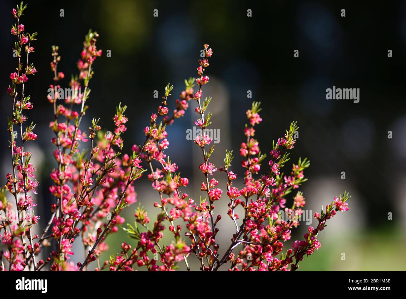 Dwarf almond blooming in the spring in the garden. Stock Photo
