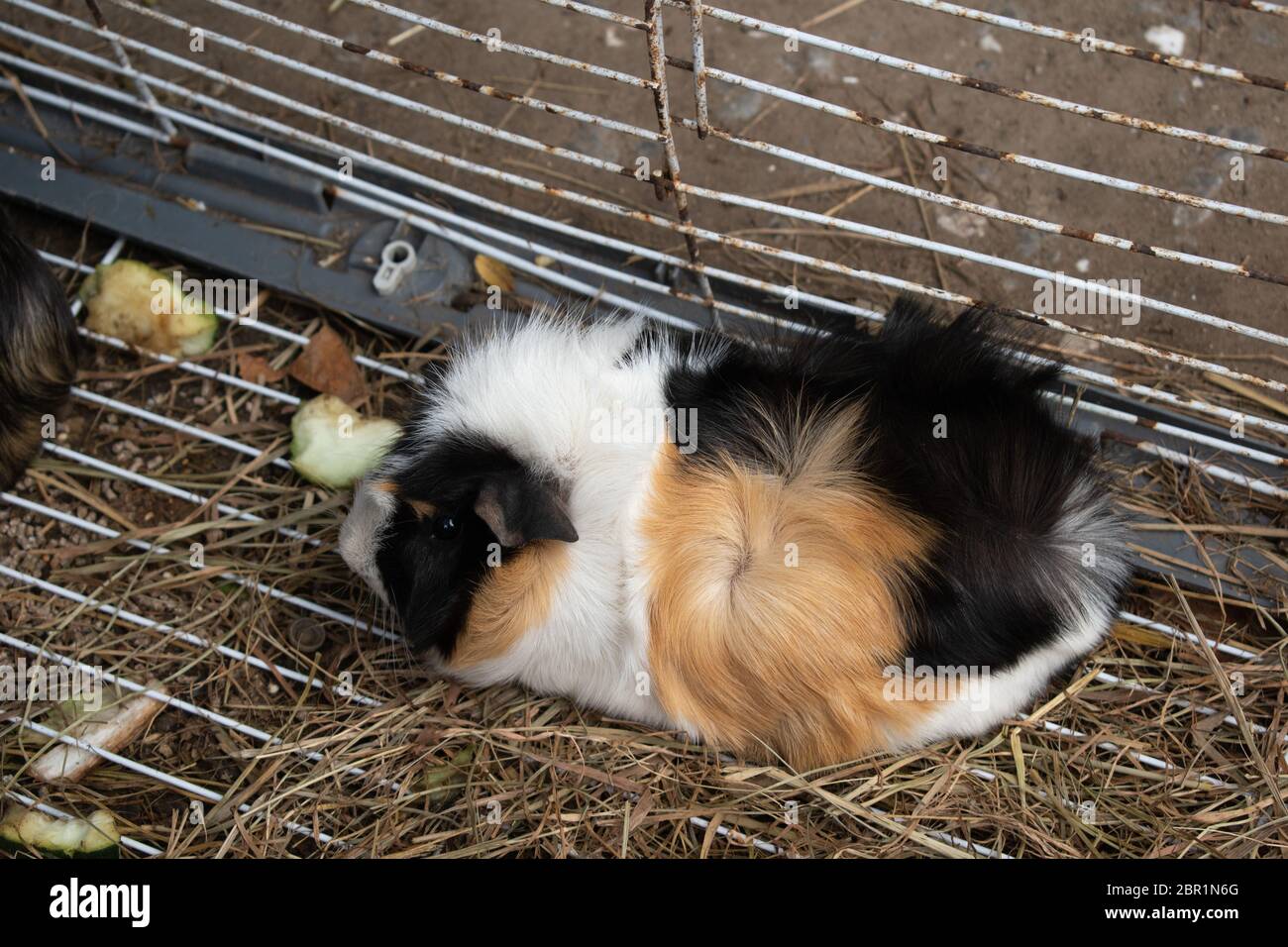 one guinea pig Stock Photo Alamy