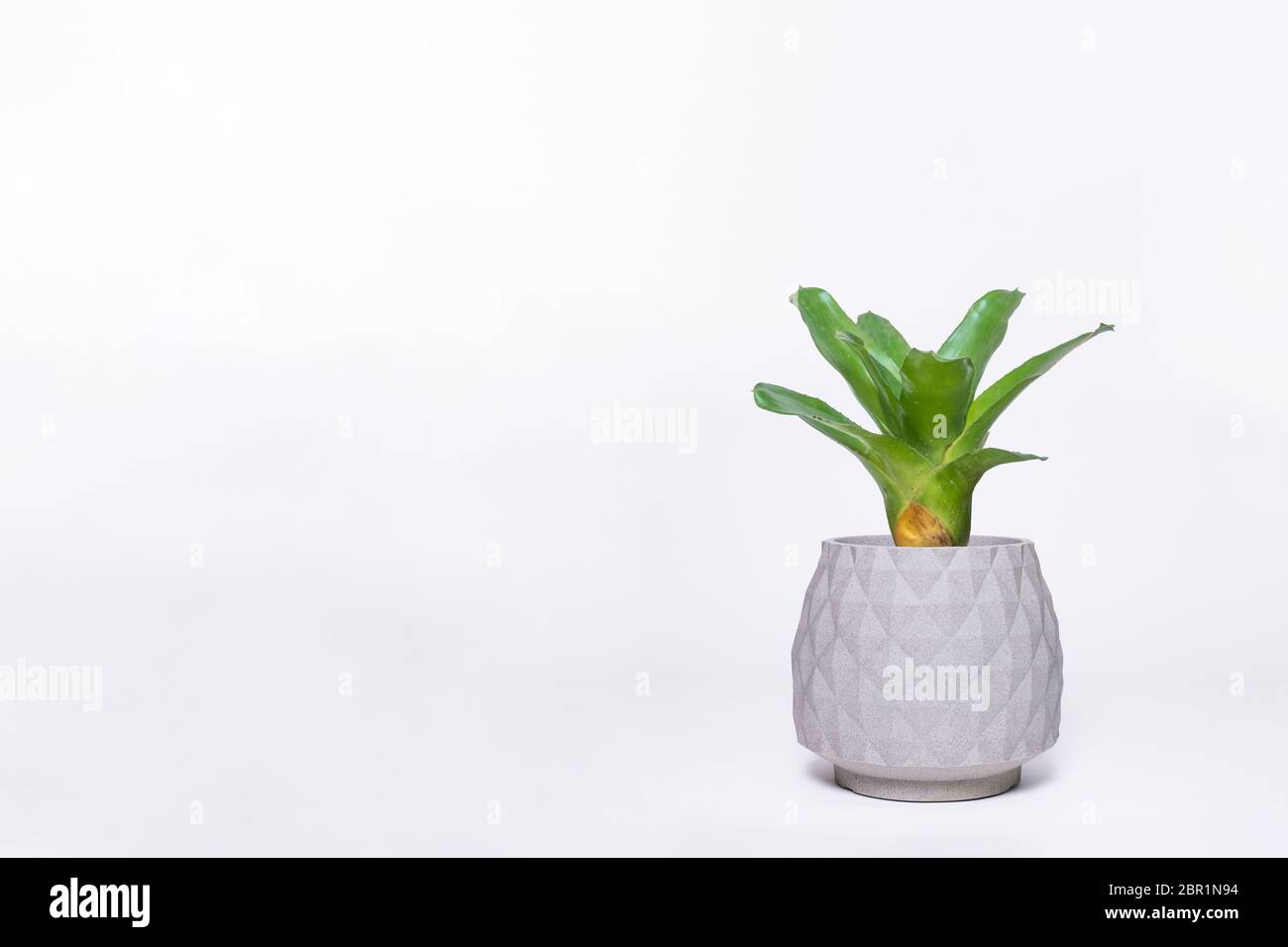 Green Bromeliad isolated on white background. Stock Photo