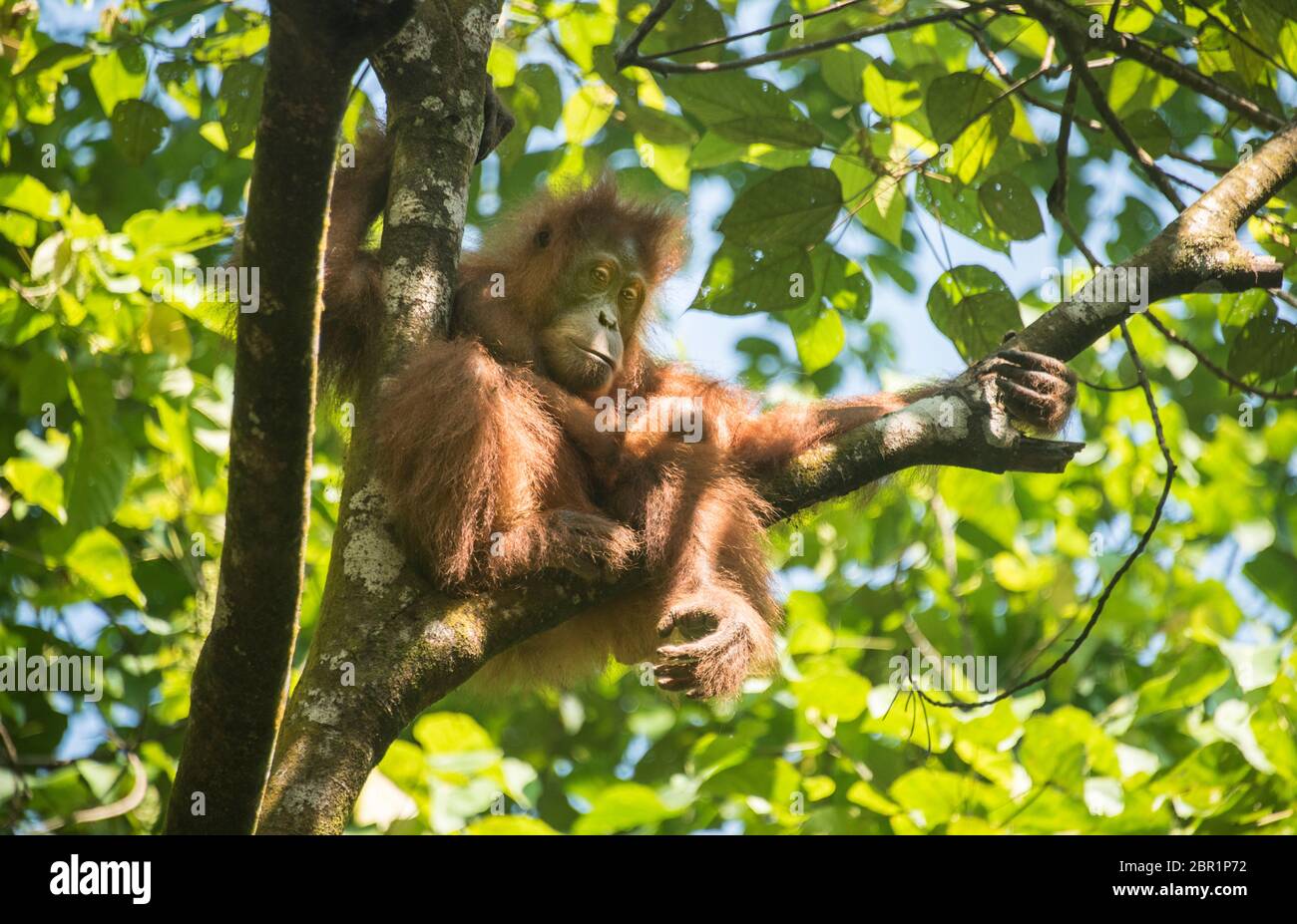 confortable orangutan Stock Photo