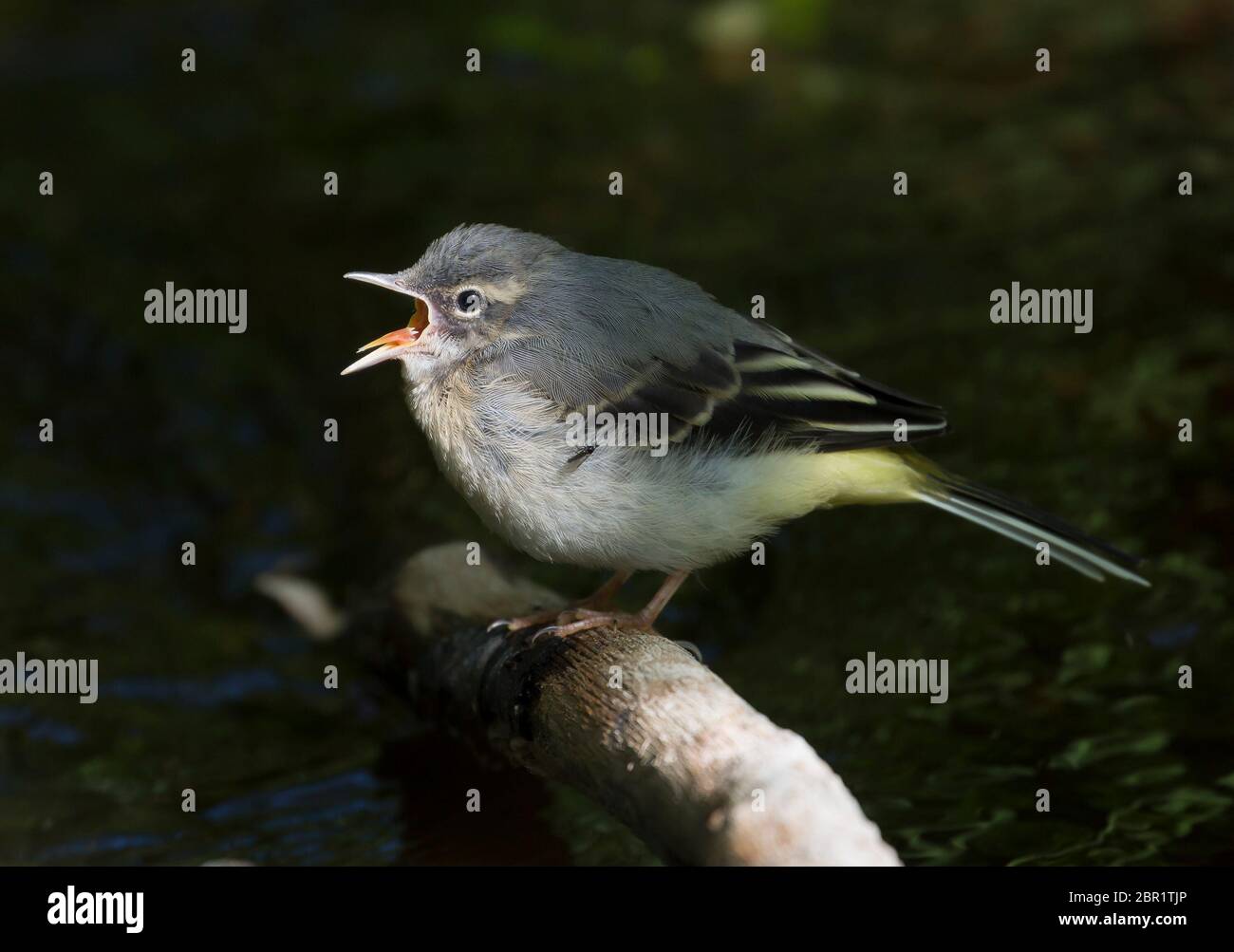 Side view close up of wild UK juvenile grey wagtail (Motacilla cinerea) calling for food on waterside perch over stream. Baby wagtail fledgling chick. Stock Photo