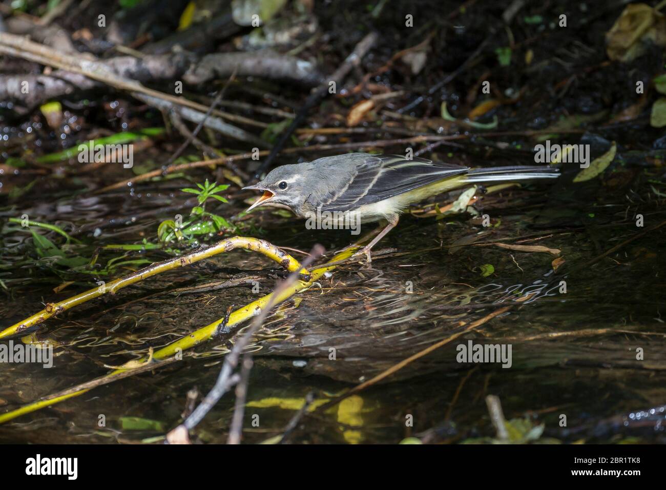 Side view of wild UK juvenile grey wagtail (Mottacilla cinerea) isolated in water of stream, calling to parent bird. Baby wagtail fledgling chick. Stock Photo