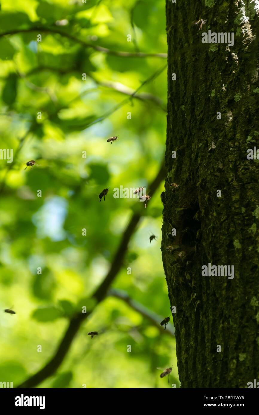 Honey bees (Apis mellifera, honeybees) going into a natural nest in a tree hole in woodland, Hampshire, UK Stock Photo
