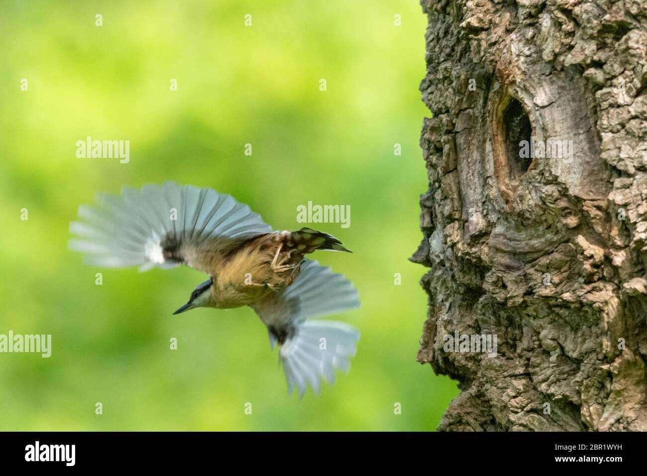 Nuthatch (Sitta europaea) flying away from its nest hole in a weeping willow tree after feeding the chicks, Hampshire, UK Stock Photo