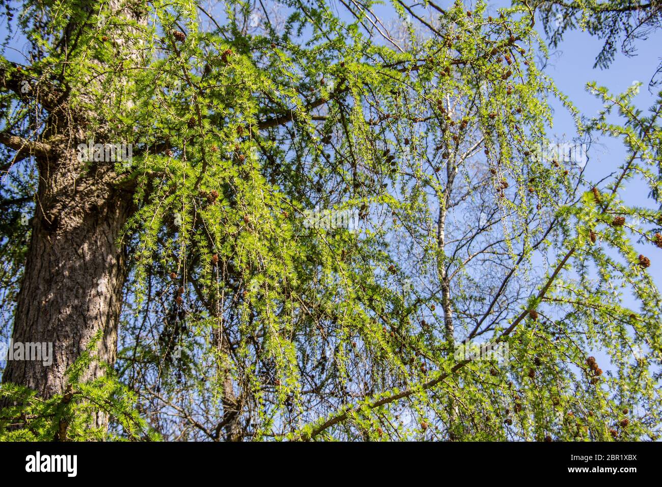 Hanging branches larch tree hi-res stock photography and images - Alamy