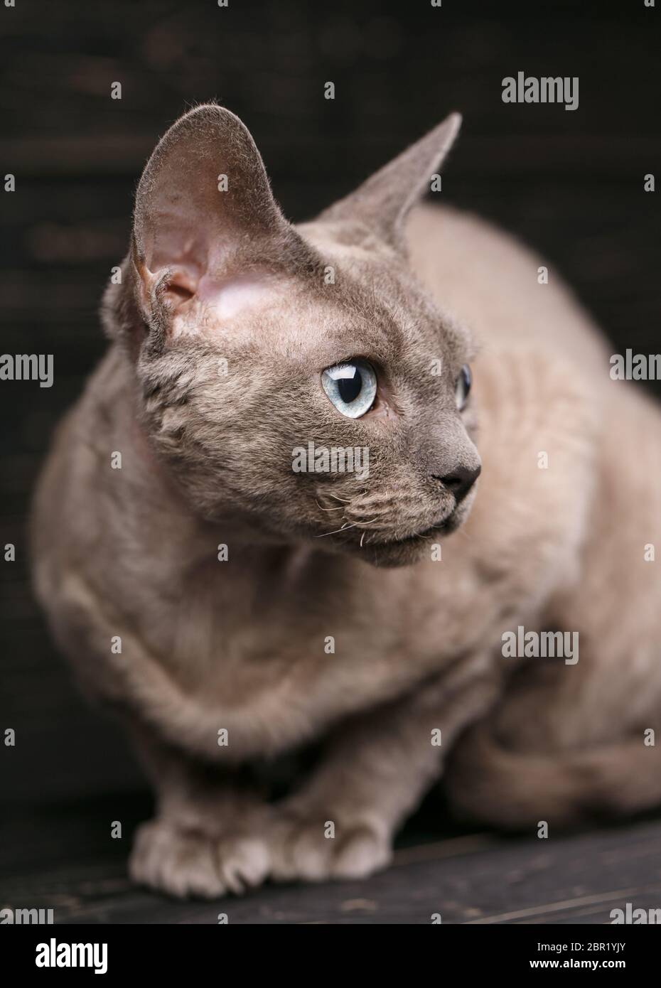 Lying devon rex cat. looking away on dark background Stock Photo