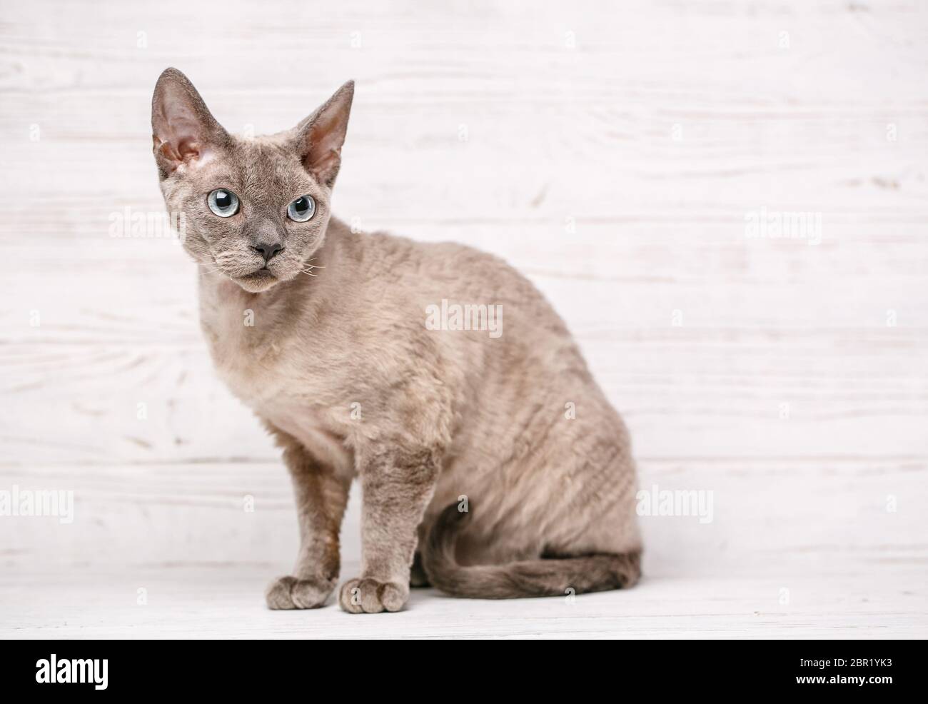 Devon-rex breed cat sits on a white background Stock Photo
