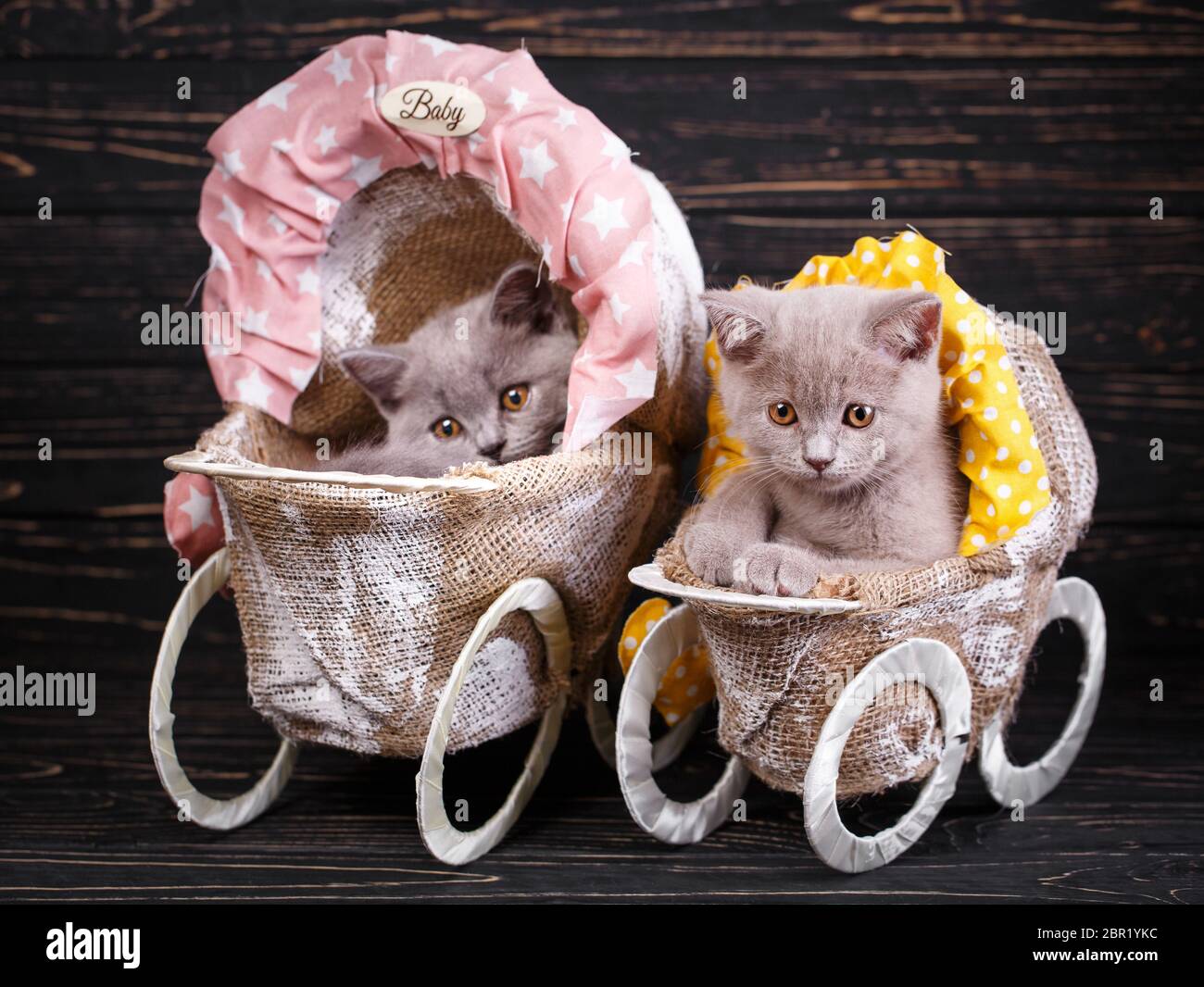 Scottish straight and scottish fold kittens. Professional photography of kittens. Fluffy gray kitten with decorations on a black background Stock Photo