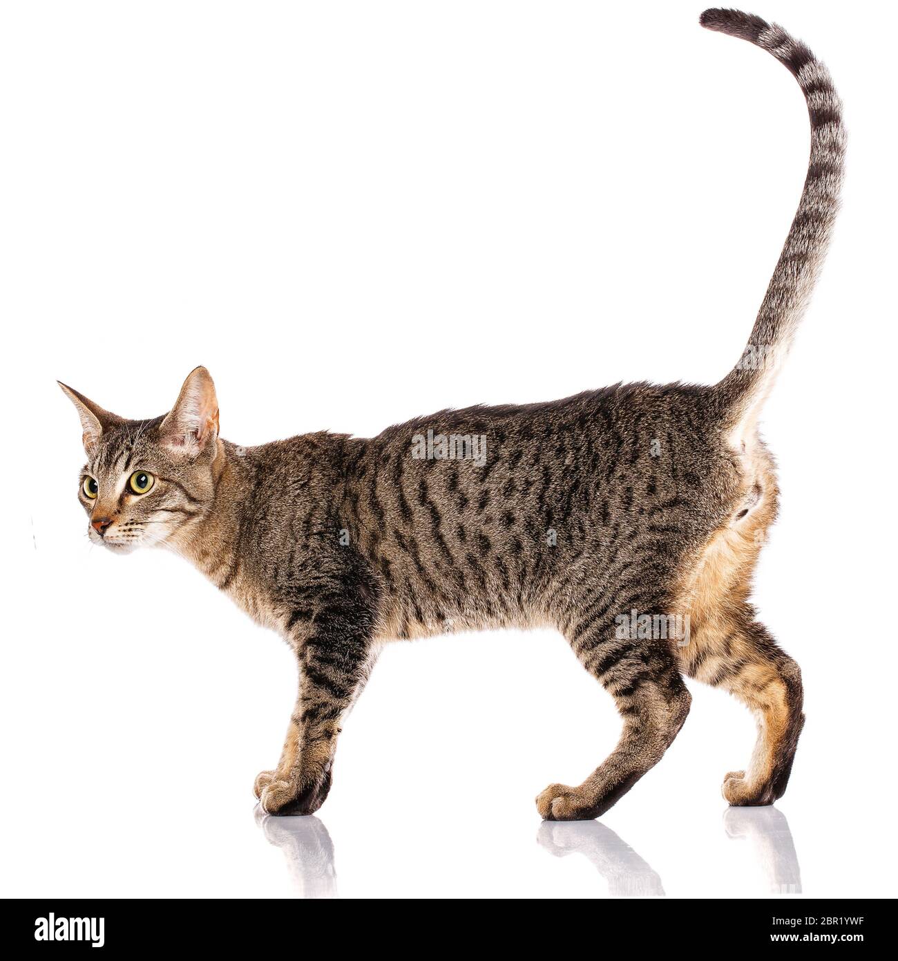 Animal, cat, pet concept - Serengeti cat on a white background Stock ...