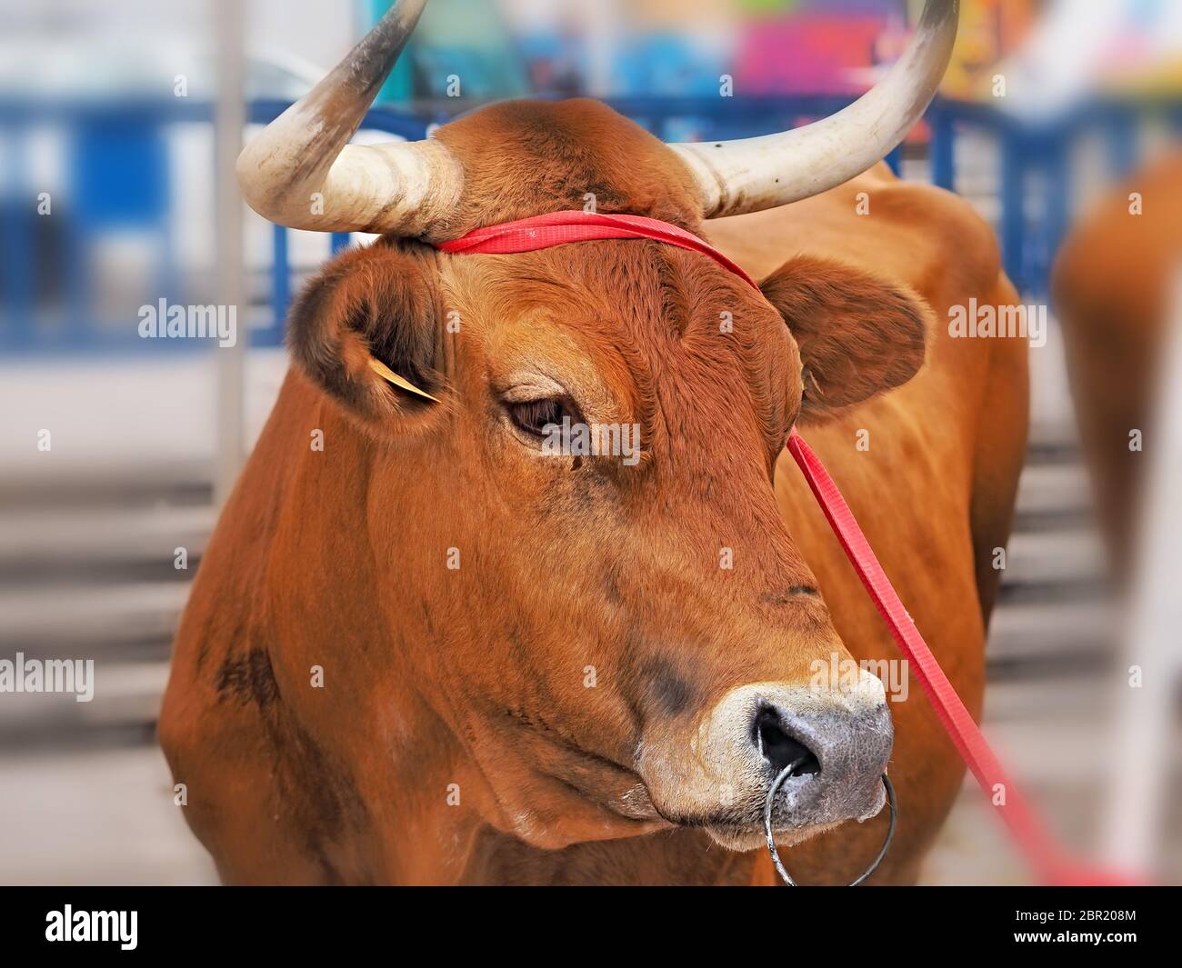 big brown bull, he has a ring in his nose and a red band around the horns.  He has brown fur, the horns are bent Stock Photo - Alamy