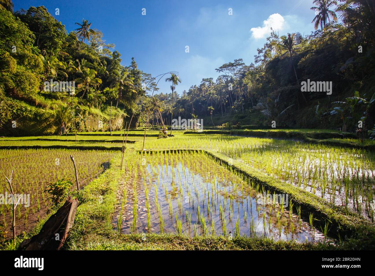 Rice Fields Near Ubud in Indonesia Stock Photo - Alamy
