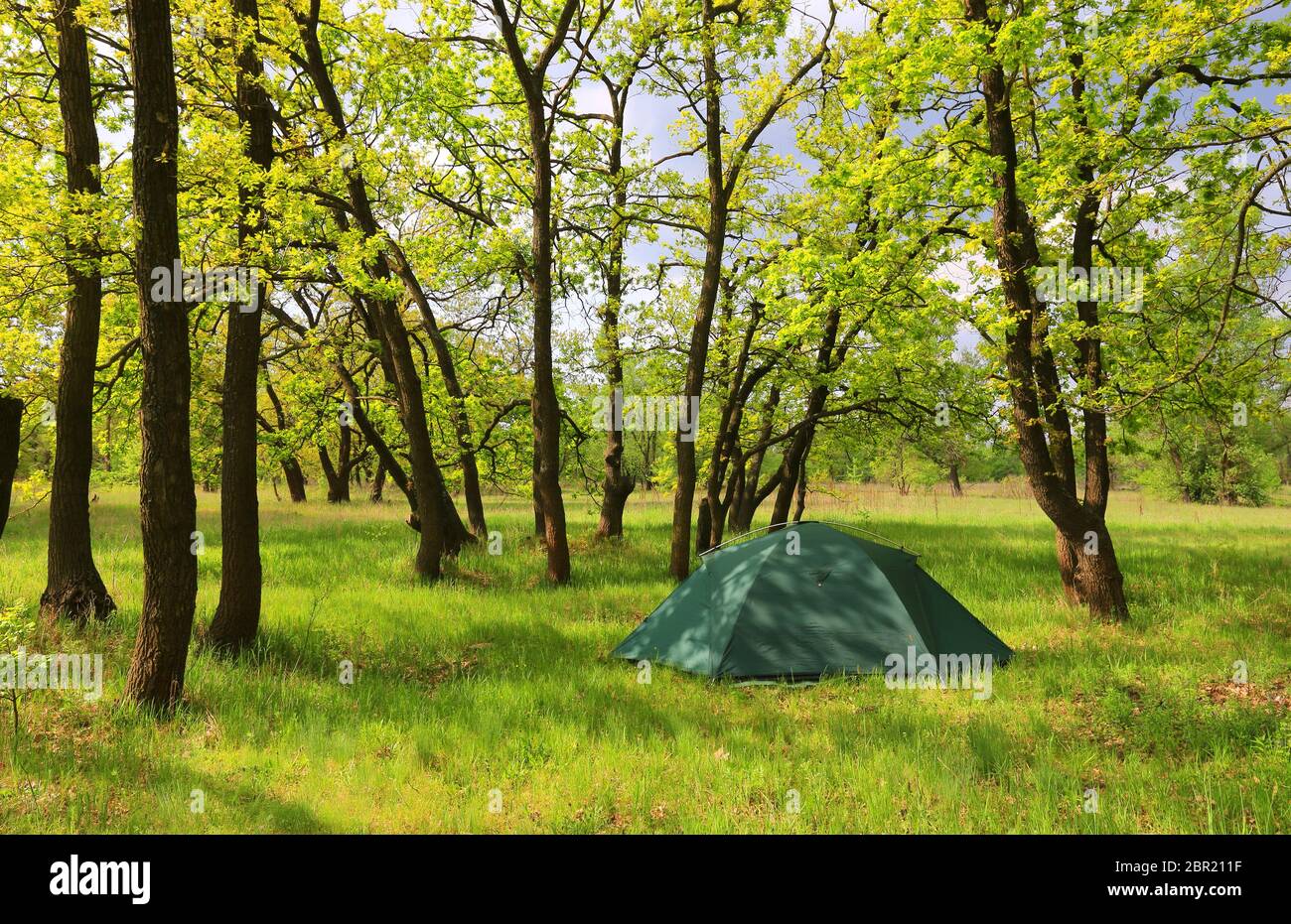 tourist tent on meadow in green oaks forest Stock Photo - Alamy