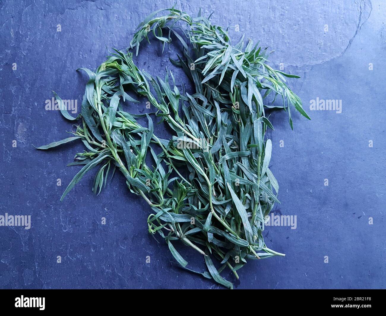 Bunch of Fresh Tarragon on a slate background, cool light Stock Photo