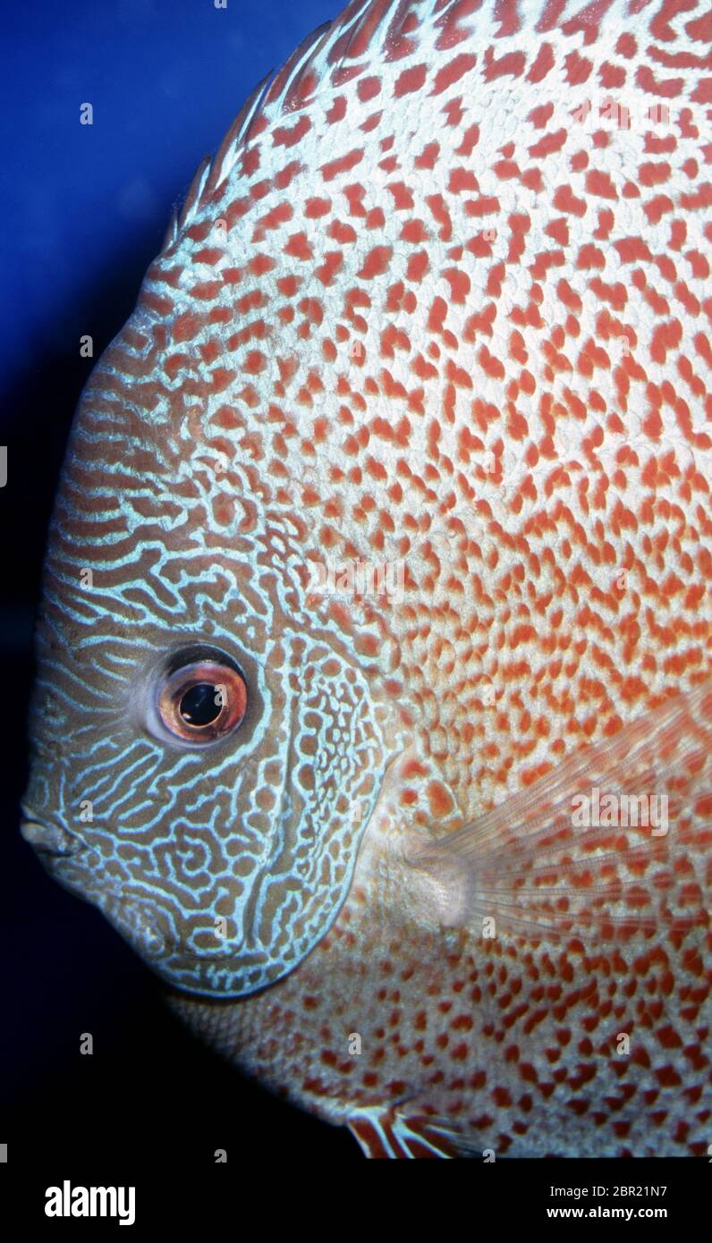 Discus (Symphysodon aequifasciatus) Snakeskin Stock Photo