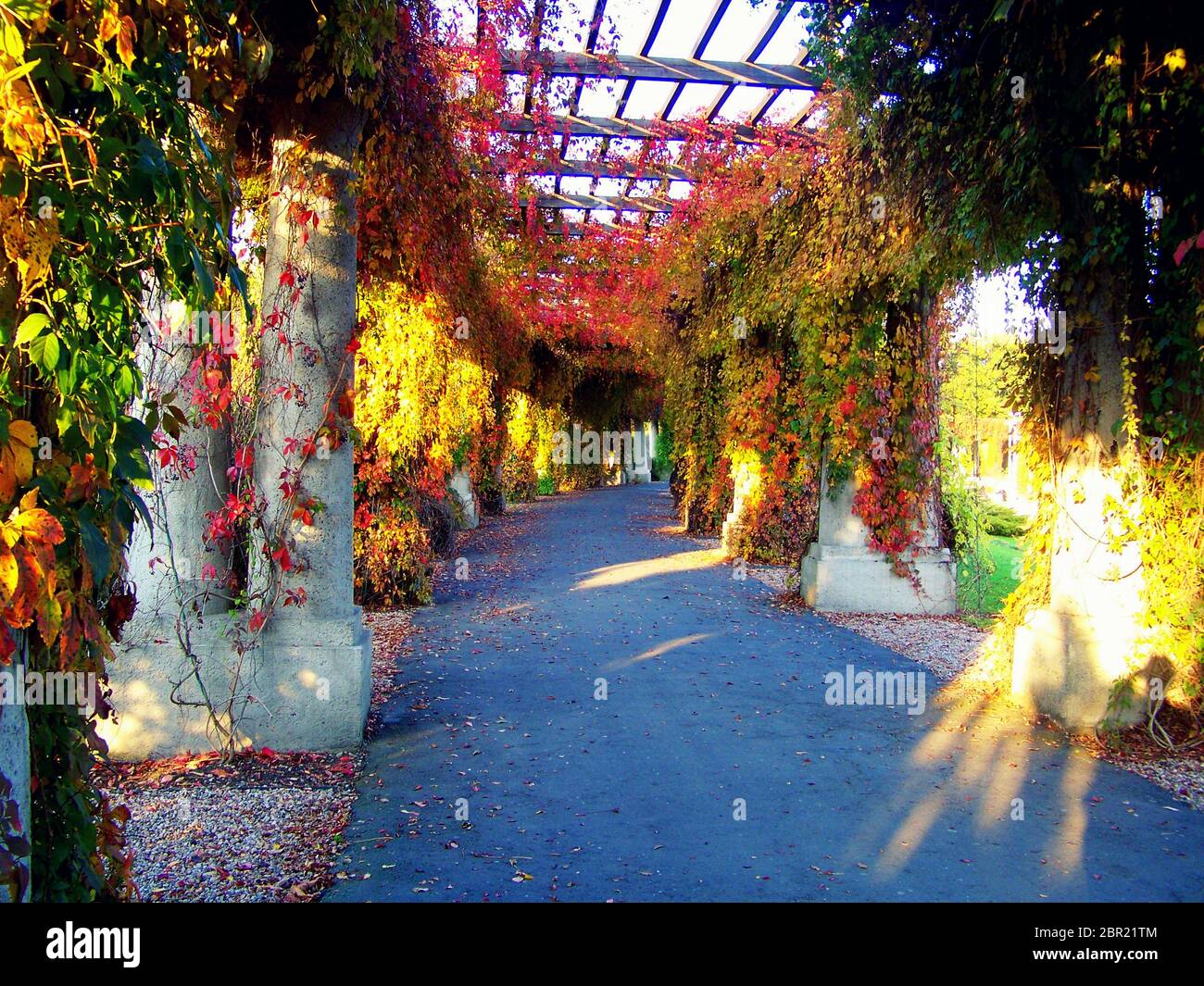 Pergola Ivy Tunnel Of Autumn Colors In Wroc aw Poland Stock Photo pergola-ivy-tunnel-of-autumn-colors-in-wroc-aw-poland-stock-photo