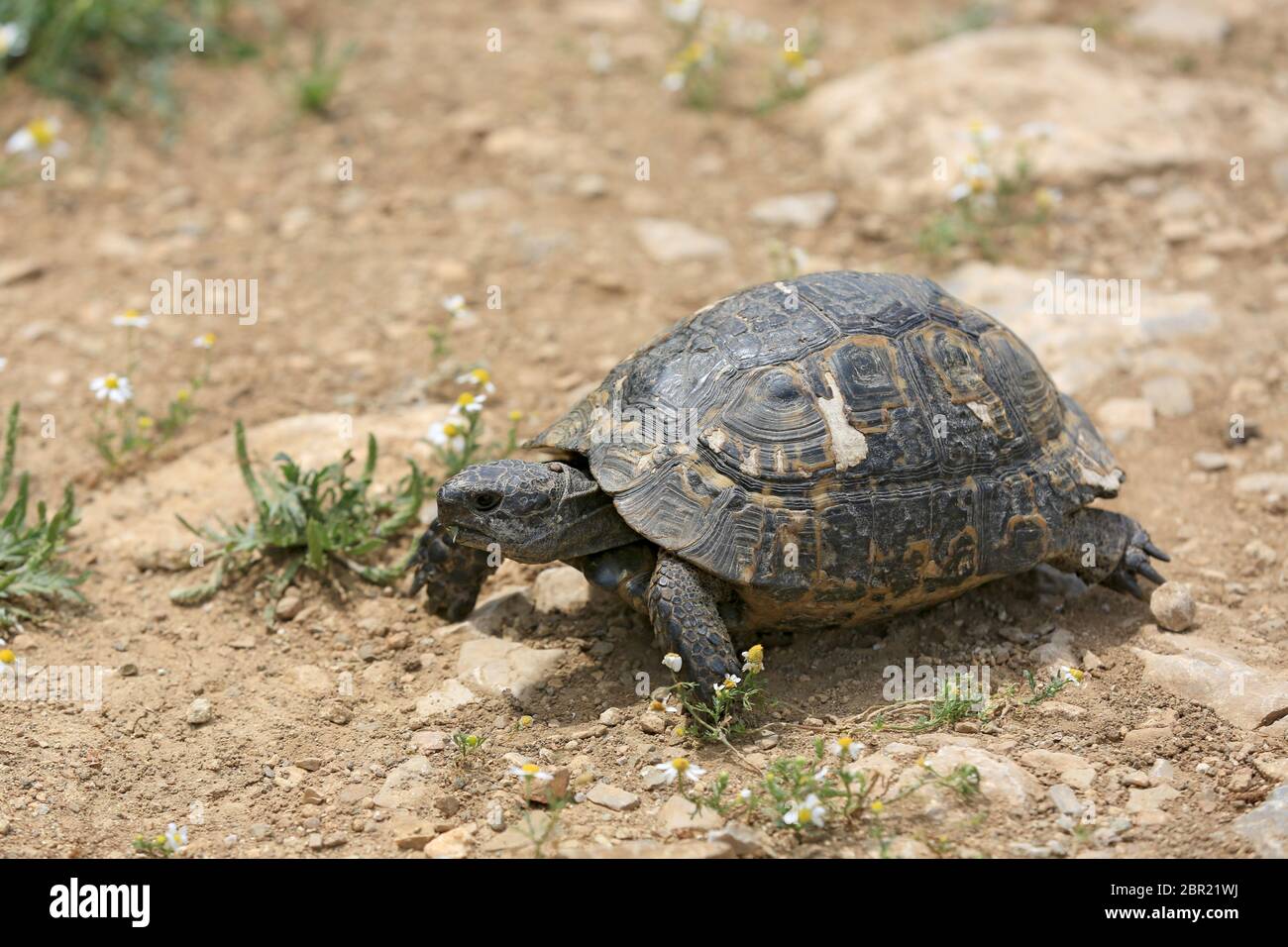 photo of walking Mediterranean Tortoise on soil Stock Photo