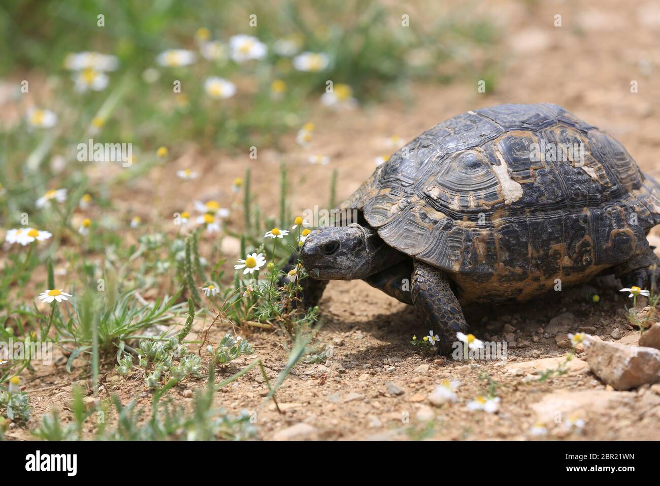 Mediterranean Tortoise walk on meadow with  chamomile flowers Stock Photo