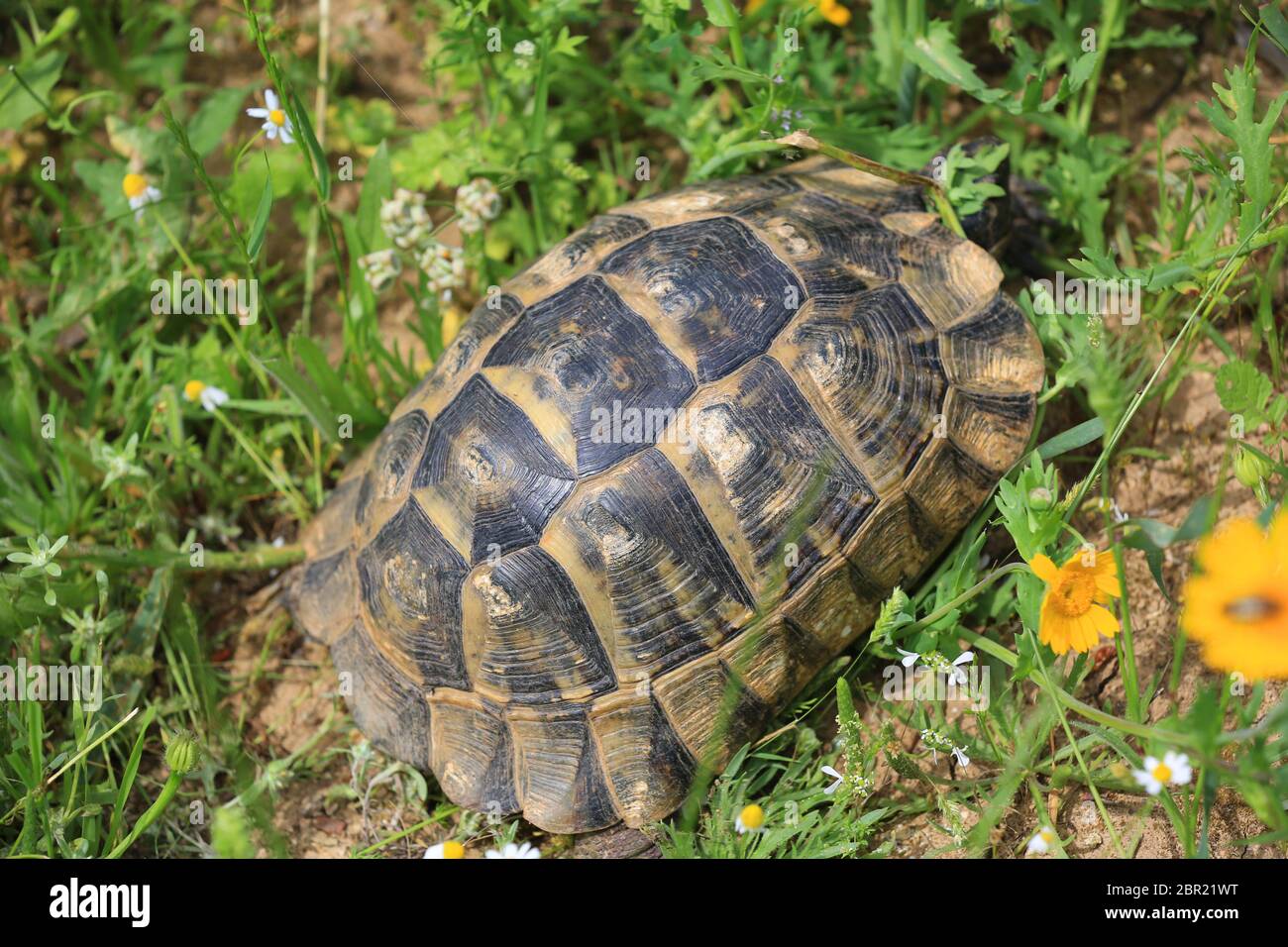 mediterranean tortoise shell on green meadow Stock Photo