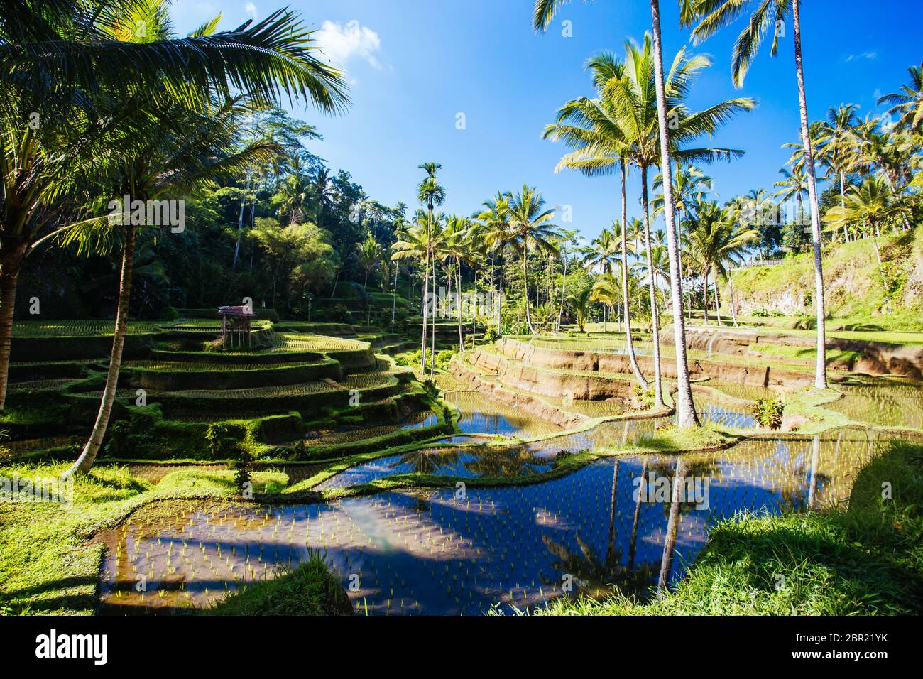 Rice Fields Near Ubud in Indonesia Stock Photo - Alamy