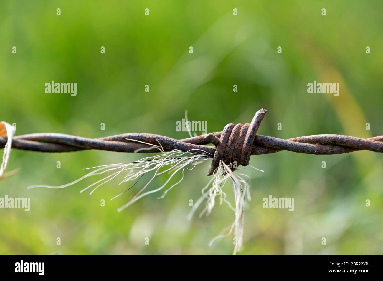 Badger hairs caught on a barbed wire fence where the animals push under it, Teesdale, County Durham, UK Stock Photo