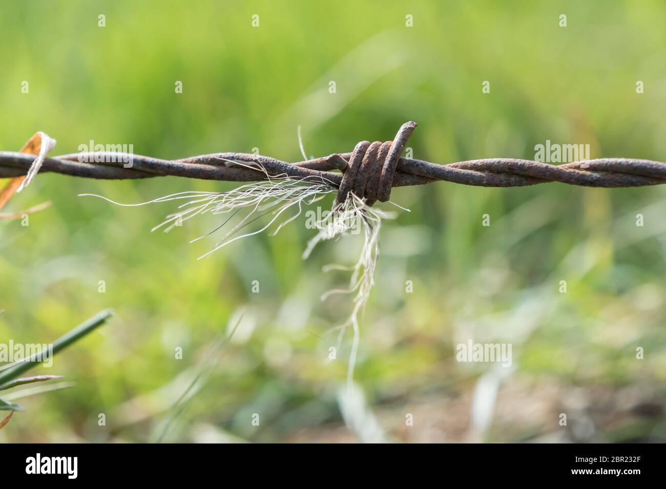 Badger hairs caught on a barbed wire fence where the animals push under it, Teesdale, County Durham, UK Stock Photo